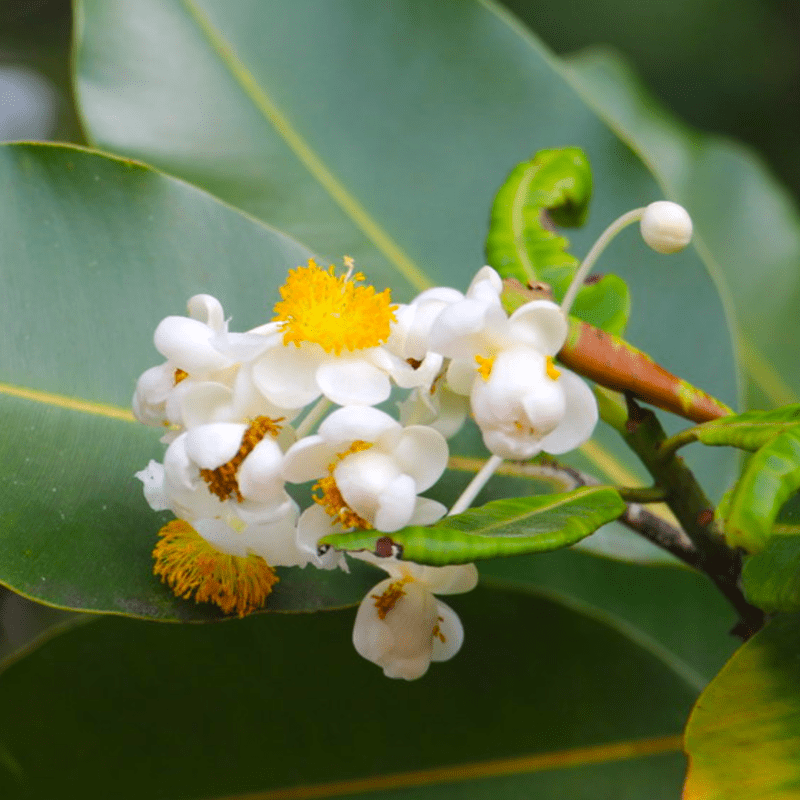 Calophyllum inophyllum 瓊崖海棠油