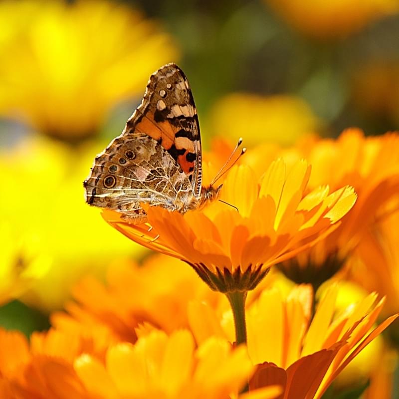 Calendula Oil 金盞菊油