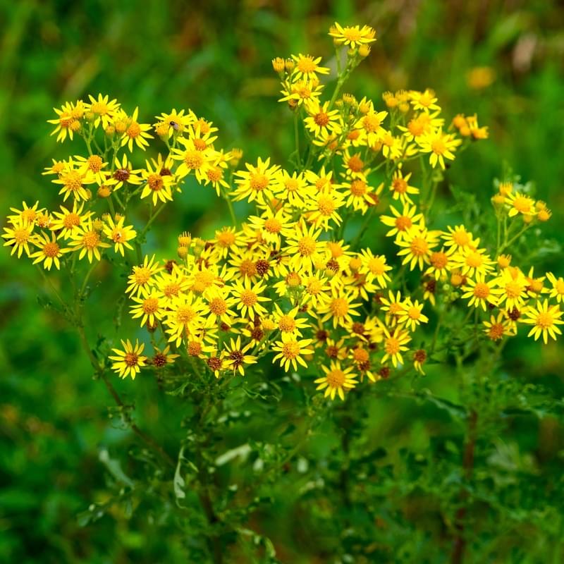 Arnica montana 山金車浸泡油
